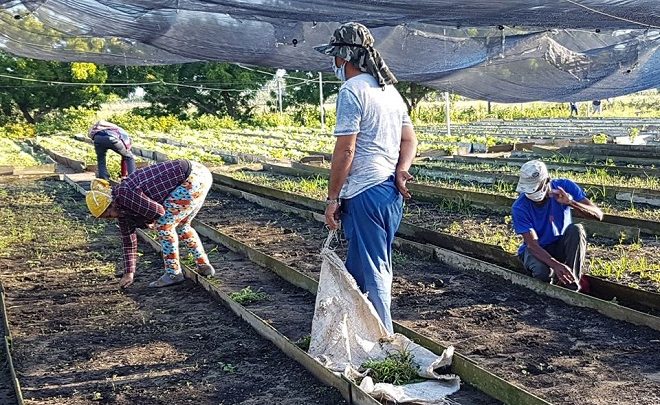 Producción de alimentos en semiprotegido de Sandino