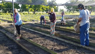 Saludan jóvenes sandinenses día del campesino