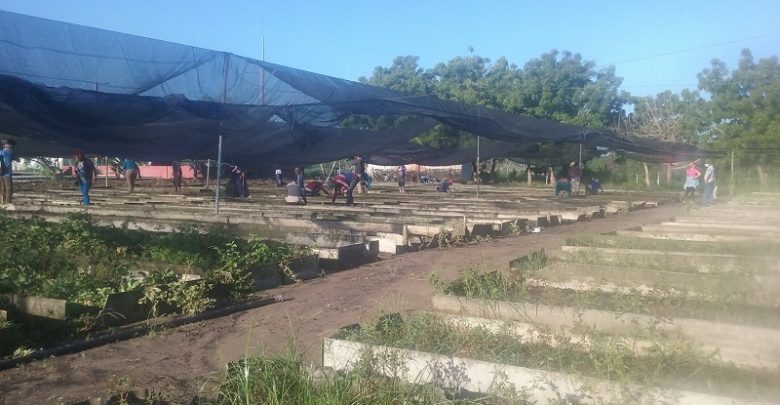Apoyo a la Agricultura Urbana Suburbana y Familiar en Sandino