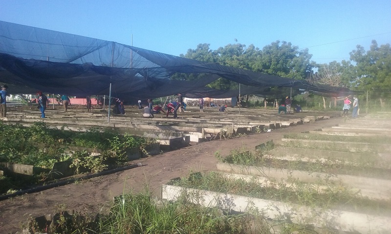 Apoyo a la Agricultura Urbana Suburbana y Familiar en Sandino
