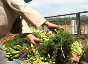 Prioridad de prioridades es la agricultura