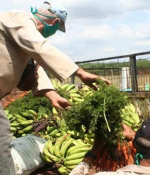 Prioridad de prioridades es la agricultura