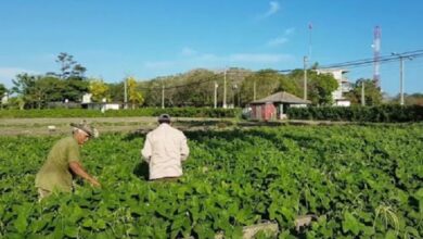 alimentación agricultura urbana