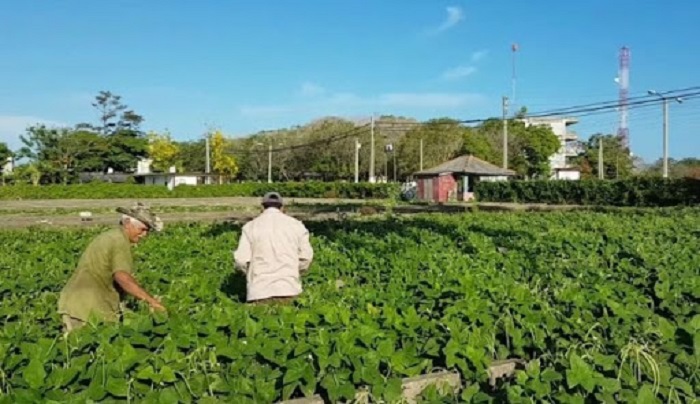 alimentación agricultura urbana