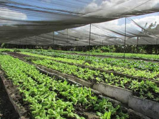 Próximamente visita gubernamental del sistema de la Agricultura provincial a Sandino