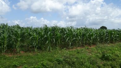 Avanza en la producción de alimentos CCS Abel Santa María Cuadrado en Sandino