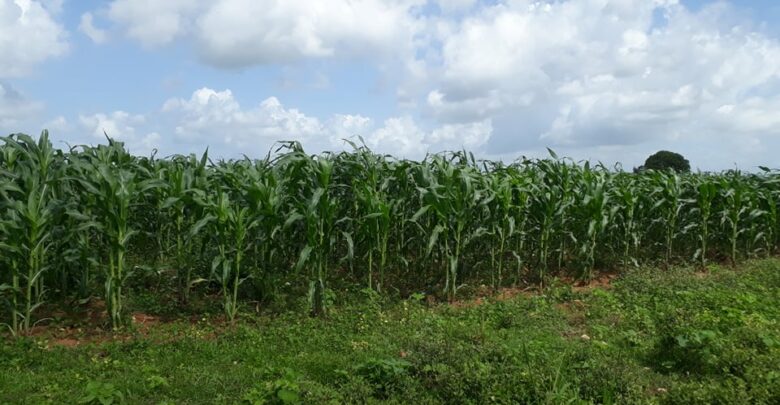 Avanza en la producción de alimentos CCS Abel Santa María Cuadrado en Sandino