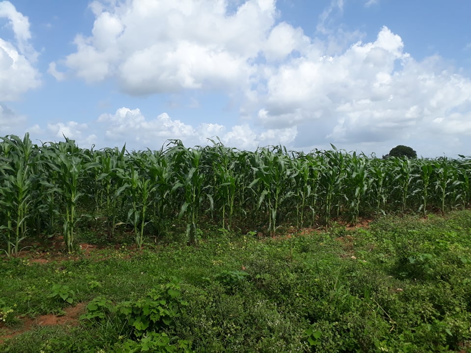 Avanza en la producción de alimentos CCS Abel Santa María Cuadrado en Sandino