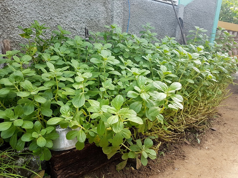 movimiento Cultiva tu pedacito sandino