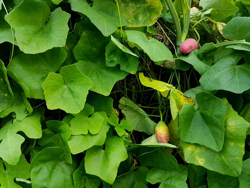 movimiento Cultiva tu pedacito sandino