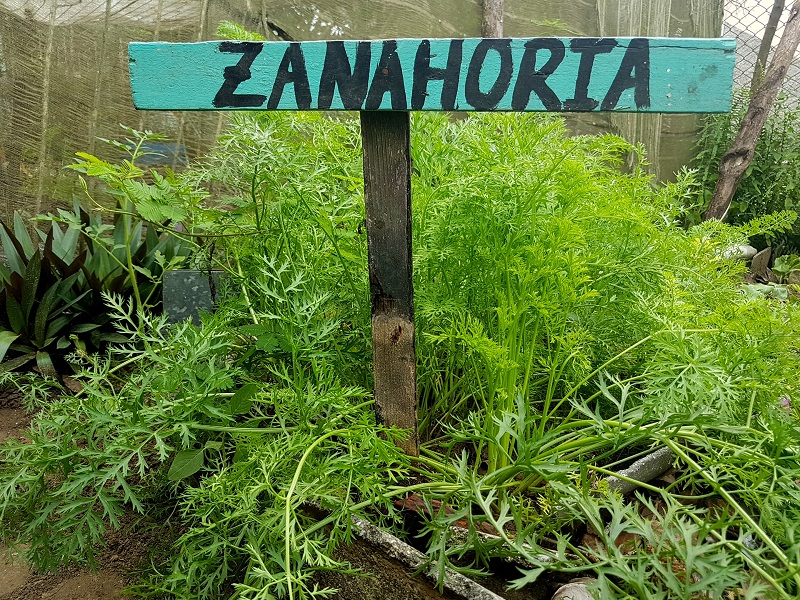 movimiento Cultiva tu pedacito sandino
