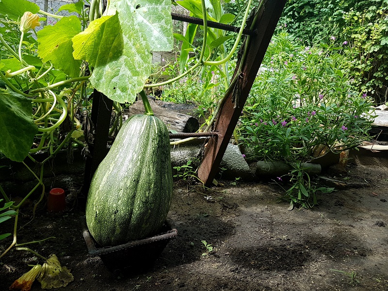 movimiento Cultiva tu pedacito sandino