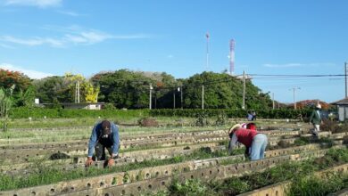 Mantienen trabajos productivos de apoyo a la producción de alimentos en Sandino