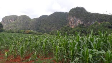 producción alimentos minas