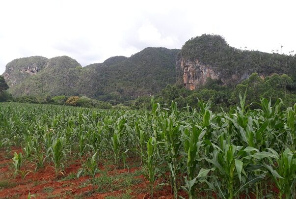 producción alimentos minas