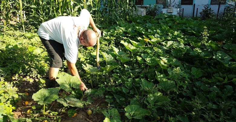 producción de alimentos sandino