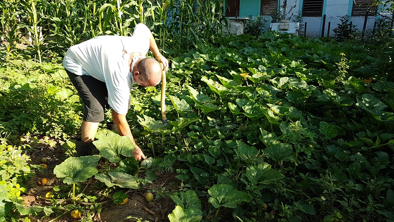 producción de alimentos sandino