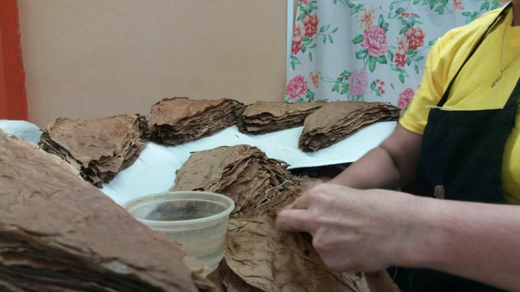 tabaco torcido pinar