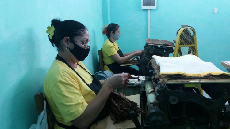 tabaco torcido pinar