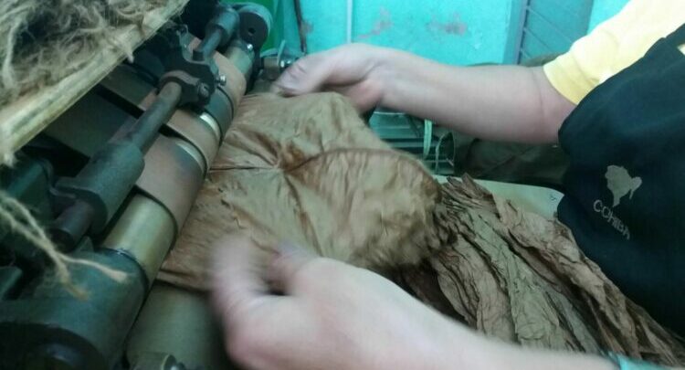 tabaco torcido pinar