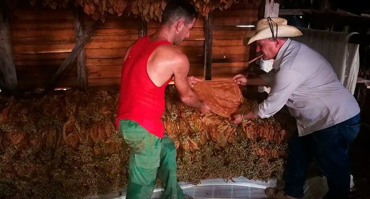 Pinar del Río a buen paso con la cosecha de tabaco