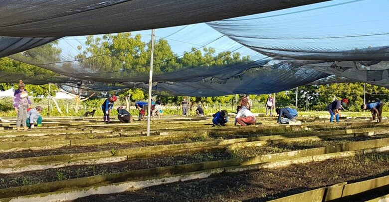 Trabajadores apoyan el trabajo en organopónicos en la etapa de recuperación