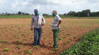 Realizan diversas tareas en Sandino víspera del 26 de Julio