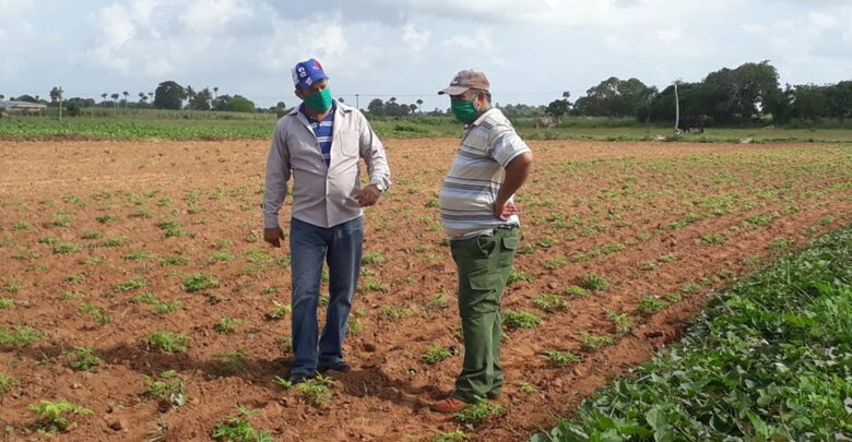 Realizan diversas tareas en Sandino víspera del 26 de Julio