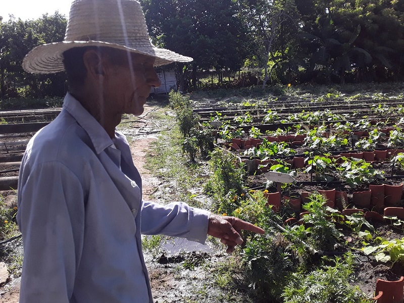 organopónicos producción de alimentos sandino