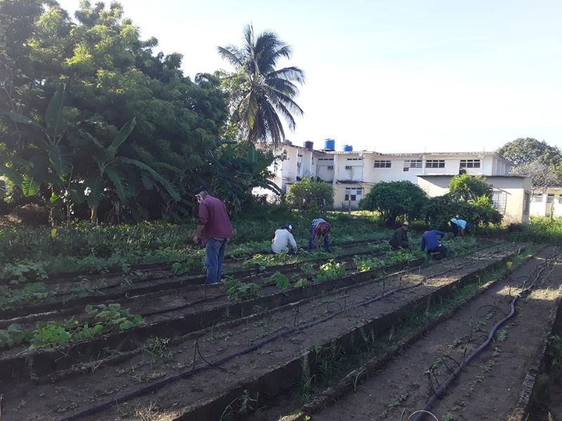 organopónicos producción de alimentos sandino