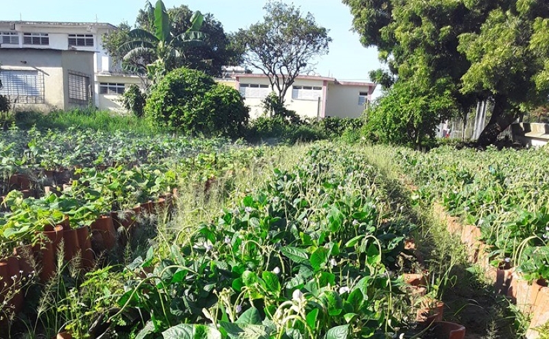 organopónicos producción de alimentos sandino