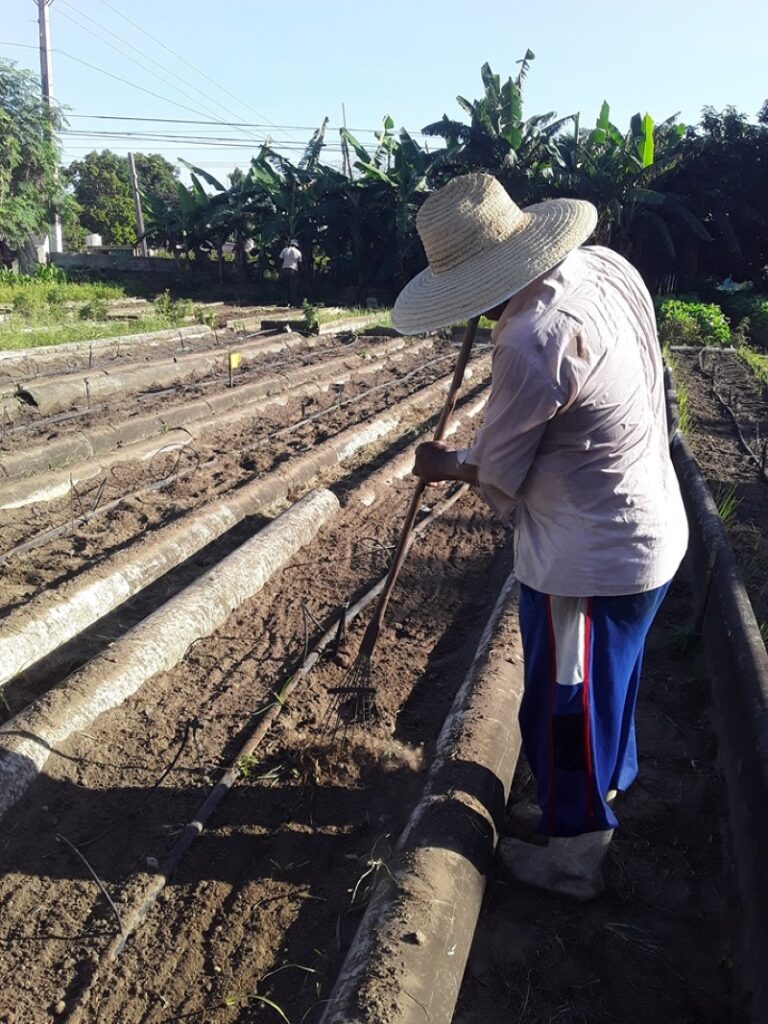 organopónicos producción de alimentos sandino