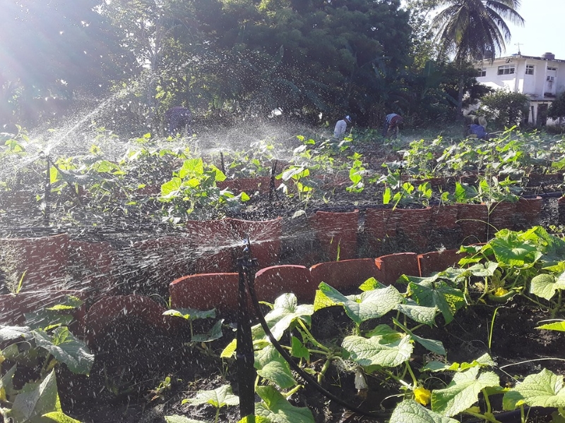 organopónicos producción de alimentos sandino