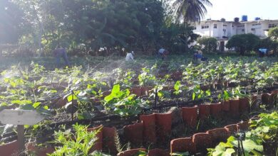 organopónico producción alimentos