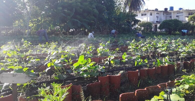 organopónico producción alimentos