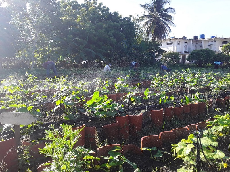 organopónico producción alimentos