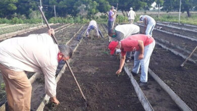 Agricultura Urbana en Sandino