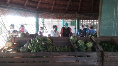 comercialización alimentos sandino