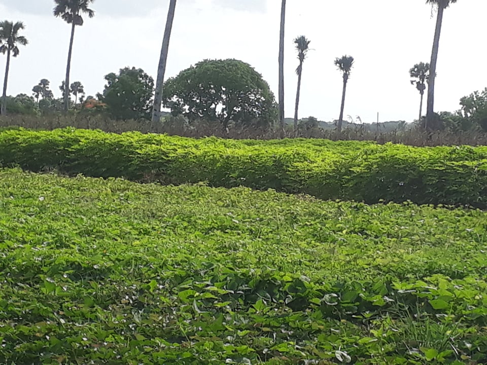 Nuevas medidas para control de plaga en el frijol y otros cultivos en Sandino