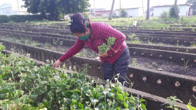 Potencia producción de alimentos Granja Urbana de Sandino