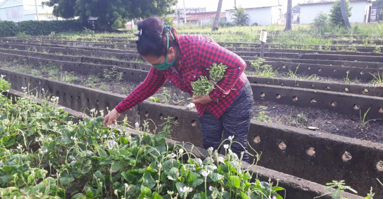 Potencia producción de alimentos Granja Urbana de Sandino