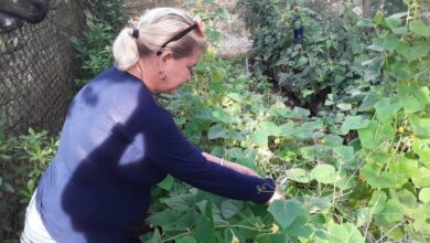 Movimiento, Desde el barrio cultiva tu pedacito para producir alimentos