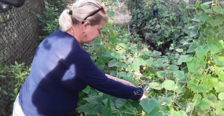 Movimiento, Desde el barrio cultiva tu pedacito para producir alimentos