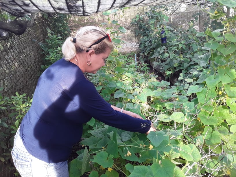 Movimiento, Desde el barrio cultiva tu pedacito para producir alimentos