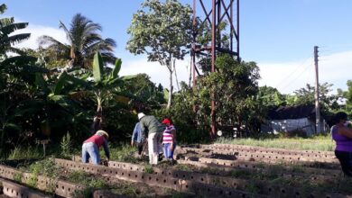 Mantendrán en Sandino apoyo a organopónicos por organismos y entidades