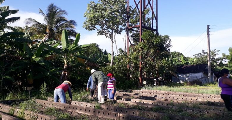 Mantendrán en Sandino apoyo a organopónicos por organismos y entidades