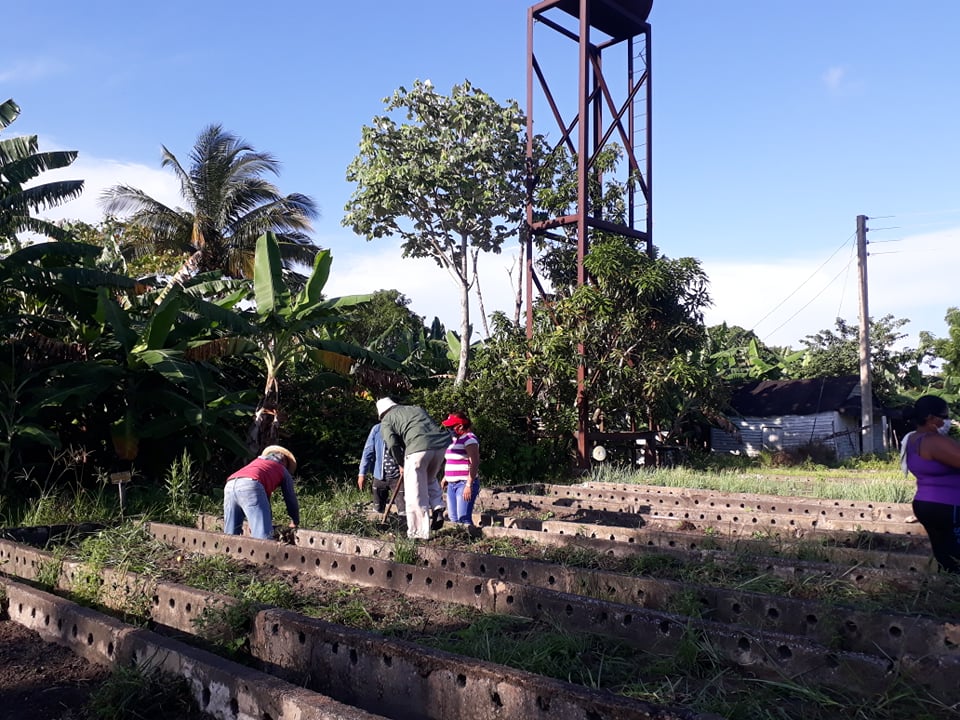 Mantendrán en Sandino apoyo a organopónicos por organismos y entidades