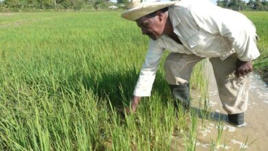 siembra cultivo arroz cuba