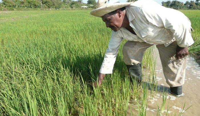 siembra cultivo arroz cuba