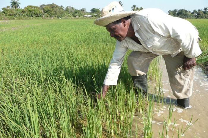 siembra cultivo arroz cuba